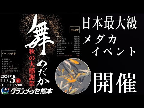 『神イベント』年間200万匹飼育する舞めだかさんの大感謝祭が凄すぎた!!日本全国からメダカ屋が集結‼　改良めだか　aquarium　アクアリウム　メダカ