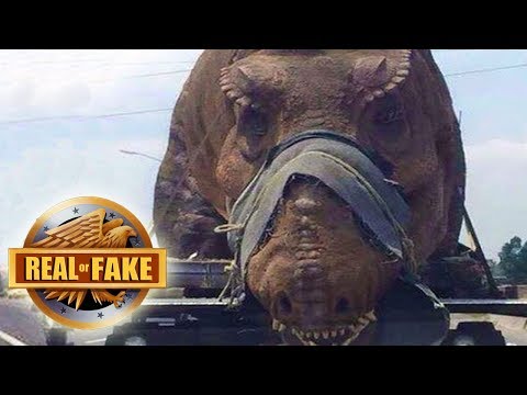 LIVING DINOSAUR CAPTURED IN AFRICA - real or fake? - UCrp8aFu6VjkZAY9Hhj6IrXA