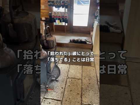 「拾われた」彼にとって「落ちてる」ということは日常。まさにプロフェッショナル。 #保護猫 #野良猫 #shorts サムネイル