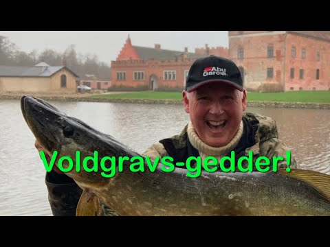 Gedder fra voldgraven