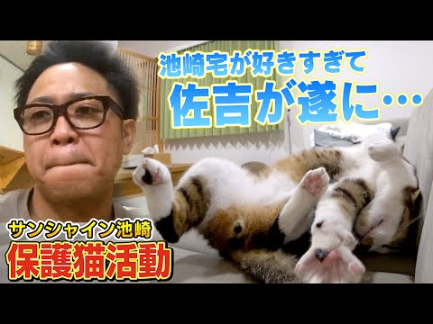 【猫おじさん】池崎家に自分の居場所を見つけた保護猫佐吉が可愛すぎる行動をとりました【サンシャイン池崎】