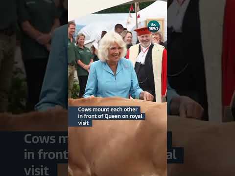 Cows mount each other in front of Queen during royal visit #itvnews