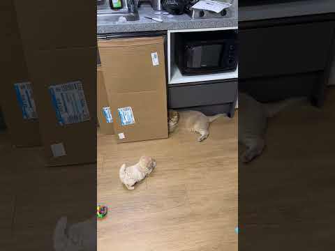 c'est magnifique vidéo chat nature top top vidéo 📹