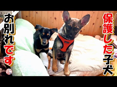 【保護犬　子犬】野犬の子犬のお別れ＋おまけコーナー