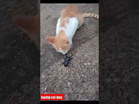 salah sasaran 😅#cat #viral #kitten #cute #funny #video #shrots #youtube #fyp #cats #kucing #cutecat