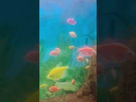 #quotes#quran#hadees#islamicstatus#islamic#islam#fishing#comedyfilms#funny#lifeisbutadream#cute#fish