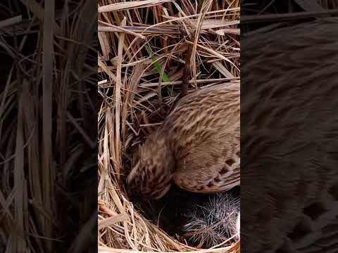 Pipit Bird’s Little Family in the Nest | Beautiful Nature Moment (p 3) #shorts