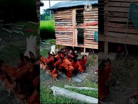 🐔দেশি মুরগি পালন🌿#shorts #shortvideo #shortsfeed #deshimurgi #chickenfarming #farming #farmer #pets
