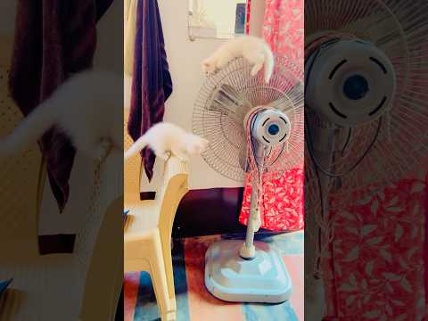 Cat game videos 🥰#cutecat #shortsfeed #cat #funnycat #youtubeshorts #kitten #shortvideo #trending