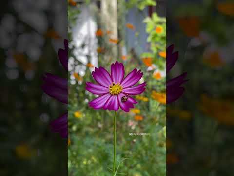Pink #ladybuglove #bugs #flowers #miraculousnature #insects #ladybug #ladybugs #gardening #nature
