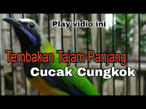 CUCAK CUNGKOK NEMBAK PANJANG COCOK BUAT MASTERAN