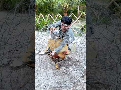 Xui Cho Thằng Trộm Gà #shorts #trending #haihuoc