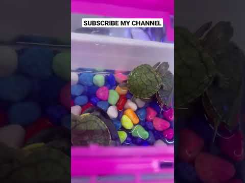 Small Turtle In Happy Mood😄