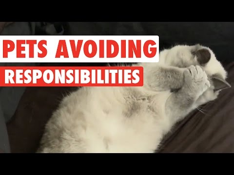 Pets Avoiding Responsibilities Video Compilation 2016 - UCPIvT-zcQl2H0vabdXJGcpg