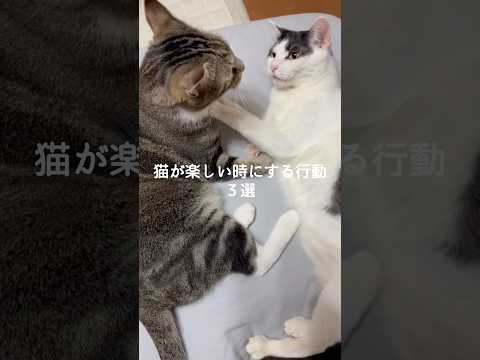 猫が楽しい時に見せる行動とかわいい保護猫の瞬間 サムネイル