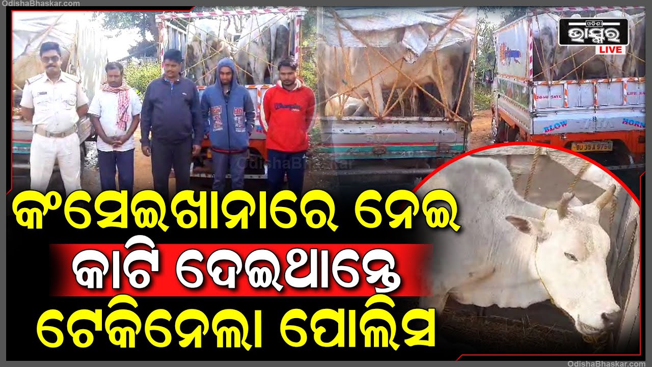 କଂସେଇଖାନାକୁ ଗୋମାତାଙ୍କୁ ନେଇ ଯାଉଥିଲେ,କଟା ହେବା ଆଗରୁ ଗୋମାତାଙ୍କୁ ଉଦ୍ଧାର କଲା ପୋଲିସ,୨ ବେପାରୀ ୨ ଡ୍ରାଇଭର ଗିରଫ