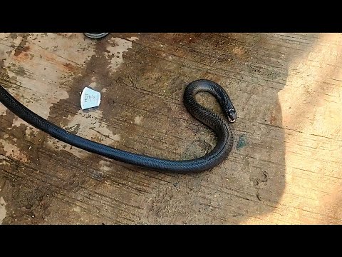 गाड़ी के नीचे आकर कोबरा की दर्दनाक मौत ||