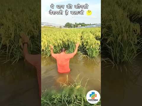 how to agriculture #farming #kisan #fruit #pepperspray #fruitcultivation #gardening