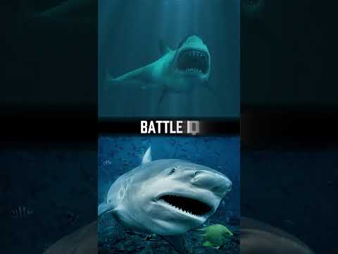 Great White Shark vs Bull Shark (Shark Championship #15)