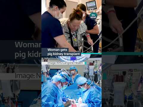 Doctors have transplanted a pig kidney into a New Jersey woman who was near death #itvnews #health