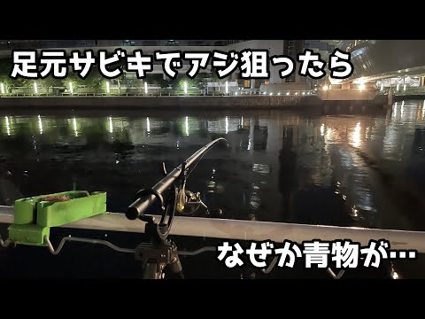 足元サビキでアジ狙ったらなぜか青物が…
