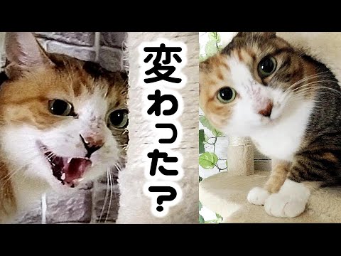 【保護２か月目】シャーシャー威嚇ばかりだった猫の表情に変化が…！？