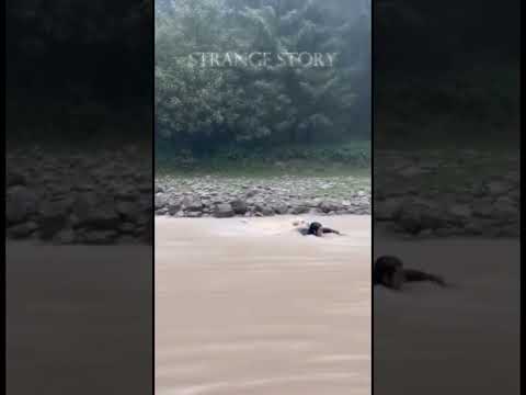 Hero Labrador Rescues Woman from Raging Flood #funny #animals