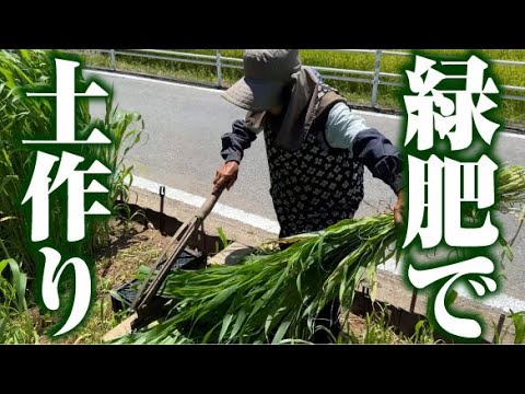 【ソルゴーを使って土を豊かにします】【緑肥】【マルチング】【土作り】