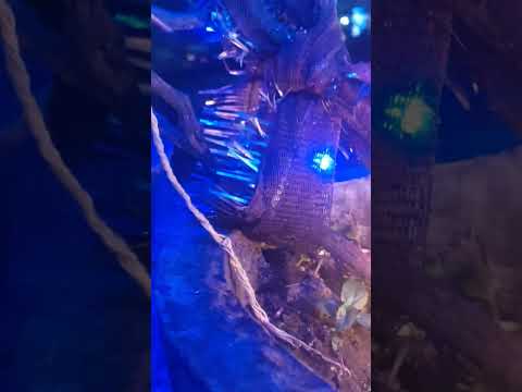 दूल्हा शालिग्राम तुलसा बनी रे दुल्हनिया#youtube #शॉर्ट्स #वीडियो