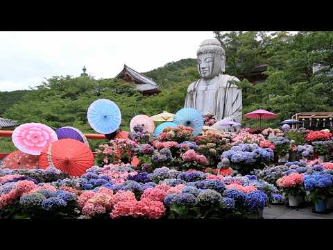 大仏を彩るアジサイ