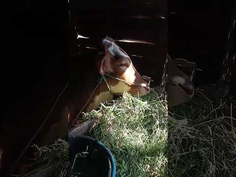 jaluk e suket terus liyane gak mau😊 #fypシ゚viral #suksesternaksapi