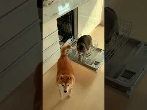 식기세척기로 목욕을?