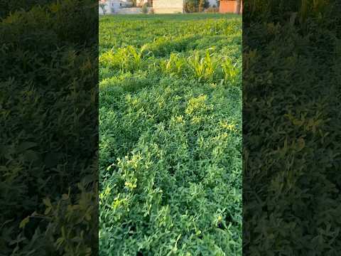 # مساء الخير في الريف بشكل جديد 😅 #اكسبلور #duet #لايك