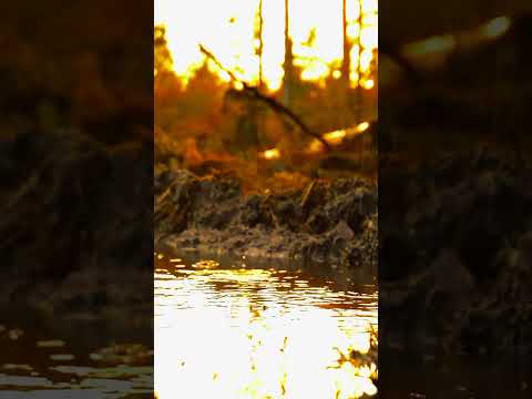 Dil Ka Rishta | Romantic Bollywood Love Video | Aishwarya Rai Hits |Natural rain video Beautiful ❤