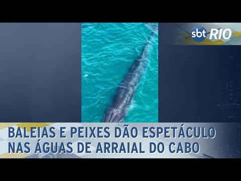 Baleias e peixes dão espetáculo nas águas de Arraial do Cabo