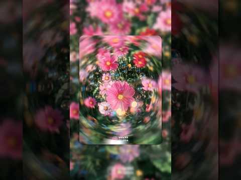 Entering the flower portal... 🌀 | Insta360 GO Ultra