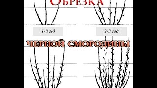 Наиболее распространенные ягодные культуры – Плодовый питомник «ЛПХ Макаревич» г. Уссурийск.