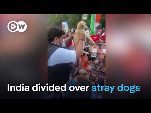 Why have stray dogs become a major controversy in India | DW News
