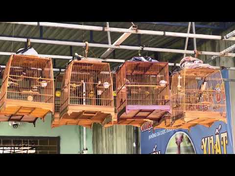 Cf thái góc có giây rút bổi 1 mùa lông mới tê nết banh xoè chưa khai thác giá công khai 3₫5