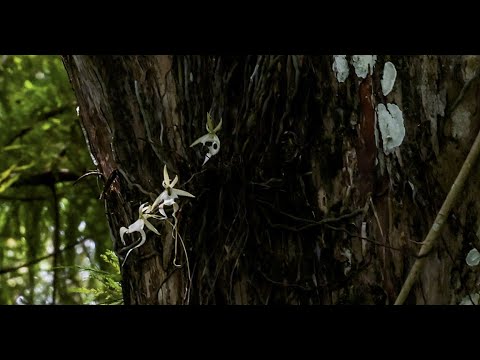 Corkscrew's Elusive Super Ghost Orchid blooms for all to enjoy