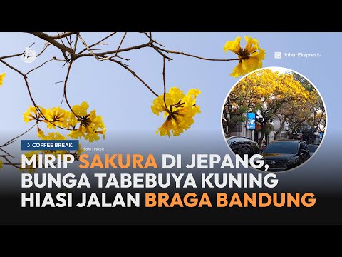 Mirip Sakura di Jepang, Bunga Tabebuya Hiasi Jalan Braga Bandung - CB JETV (8/10/24)