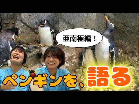 【激写】スタッフってペンギンの写真撮るの？貴重な写真やユニークな動画ばかりで思わず…【亜南極編】