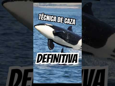 las ORCAS aprendieron a cazar como NADIE #animales #curiosidades #naturaleza #orca