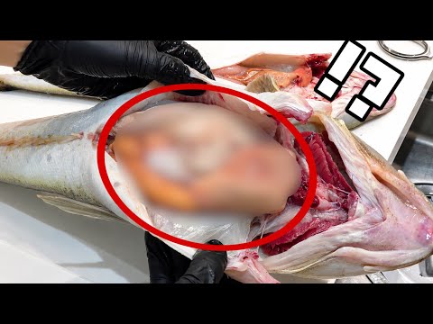 【今が一番うまい】巨大マゴチのお腹の中がすごすぎた。