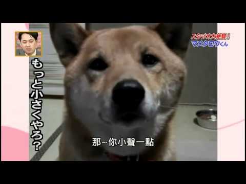 會控制音量的超可愛柴犬(中文字幕版).mp4