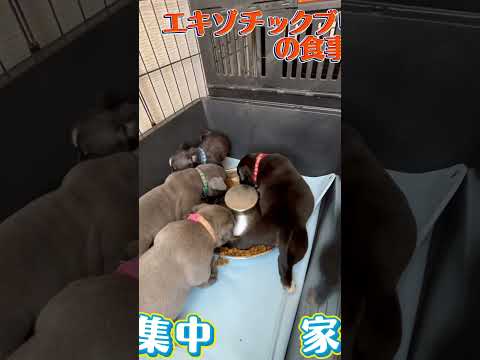 Exotic bully・『エキゾチックブリーの子犬生後35日目と37日目の食事』・家族募集中