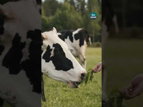M&S is investing £1m in tackling cows’ carbon footprint by changing their diet. #itvnews