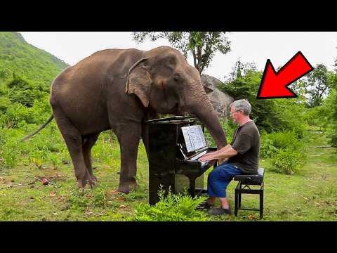 This Man Played Piano For A 