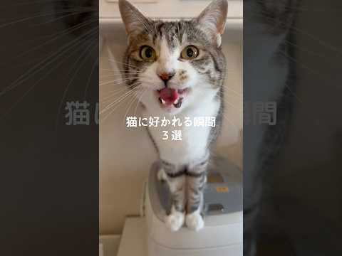 猫の動画サムネイル - 猫に好かれる瞬間3選 #猫 #ねこ #猫のいる暮らし #ねこのいる生活 #猫動画 #保護猫 #猫好きさんと繋がりたい #猫のいる生活 #猫好き #猫との暮らし #ねこ動画 VOICEVOX:ずんだもん