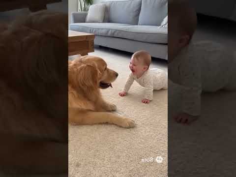 Dog with Kid play KID!!! #shortsfeed #ytshorts ! #youtubeshorts ! #shorts ! #dogs